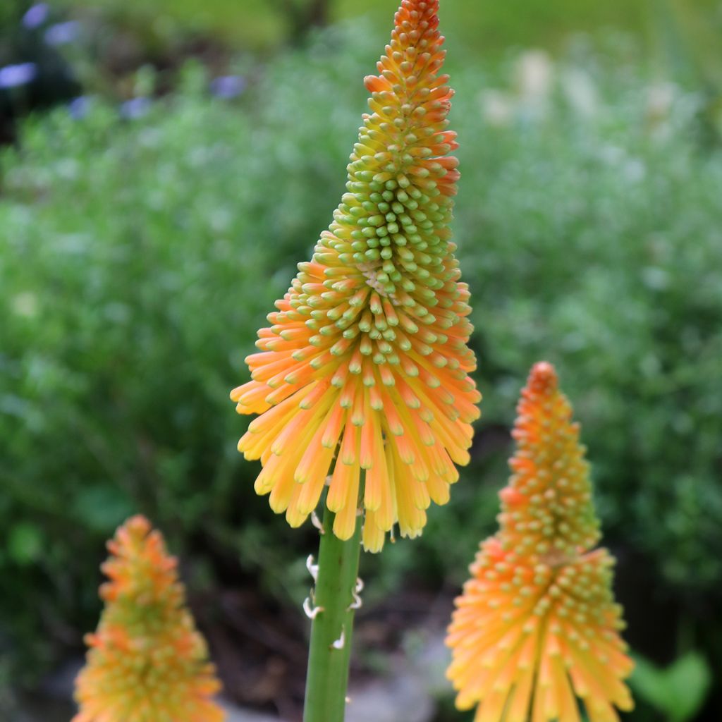 Soihtulilja Mango Popsicle