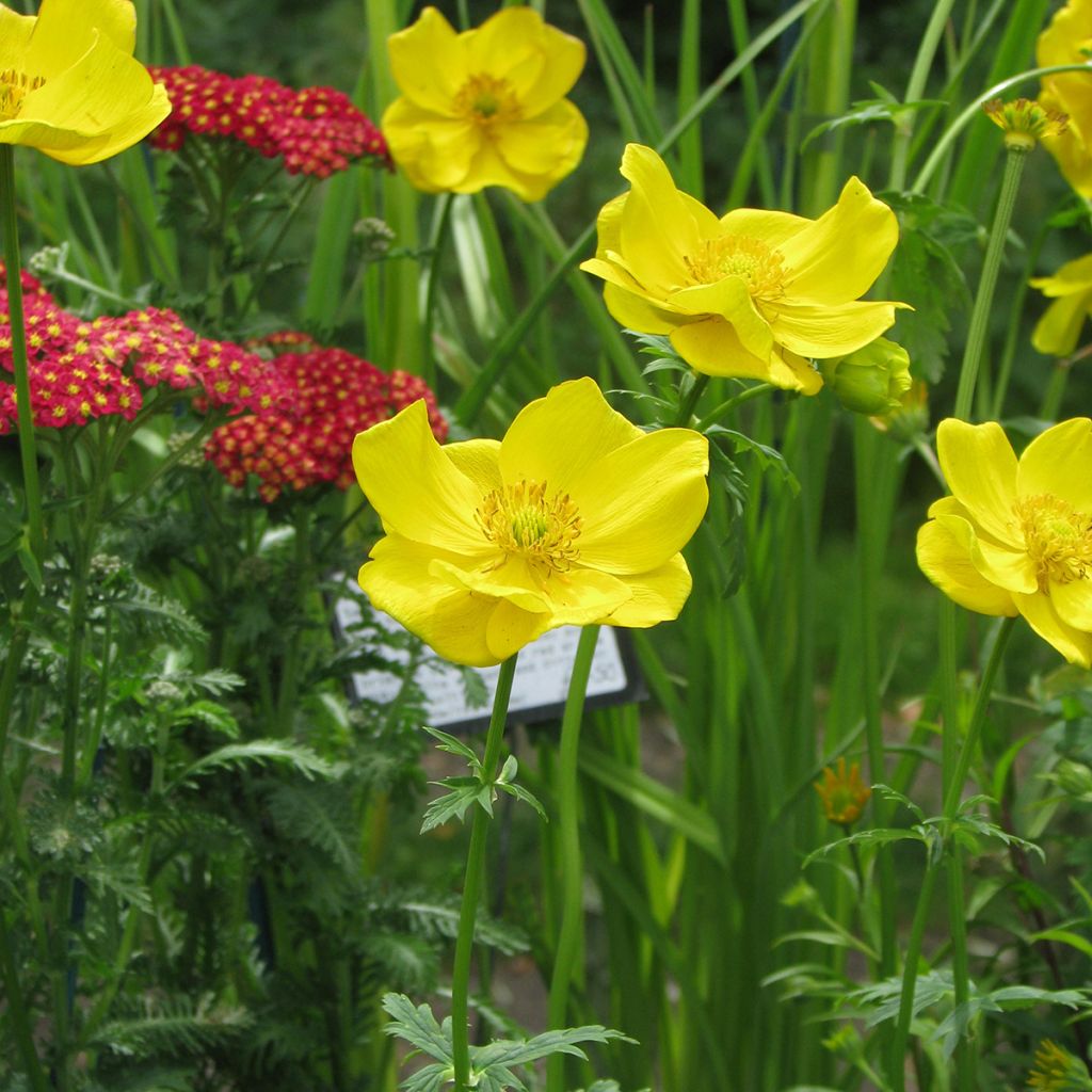 Kullero - Trollius stenopetalus