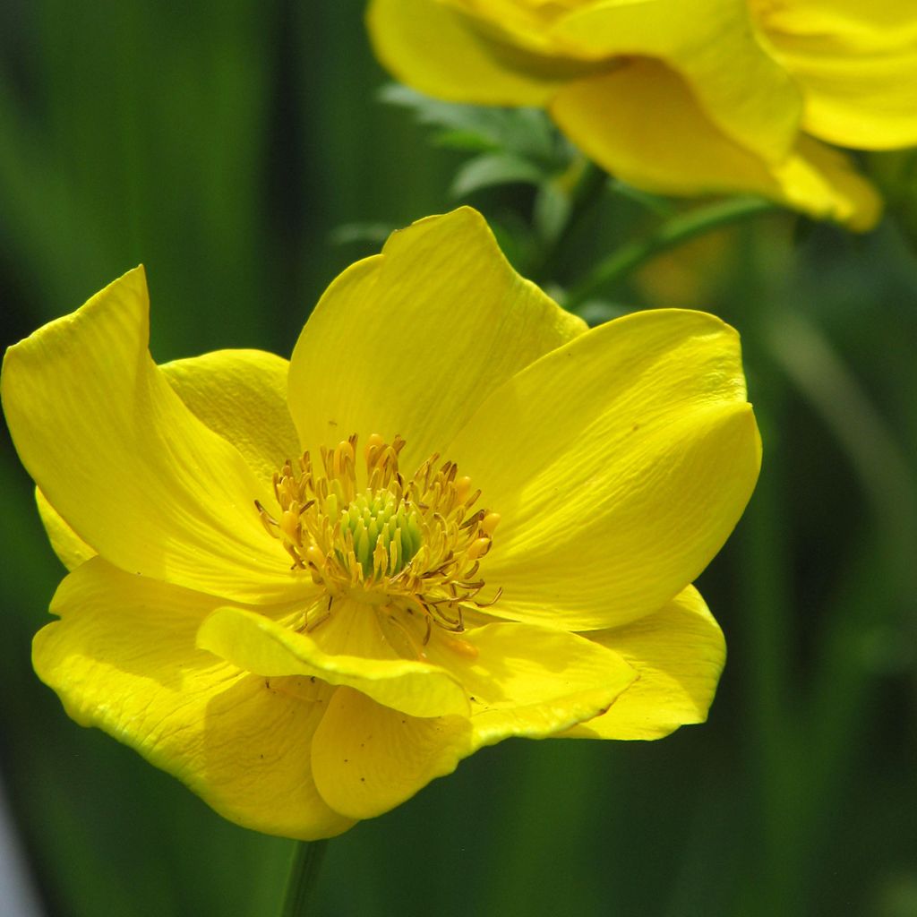 Kullero - Trollius stenopetalus