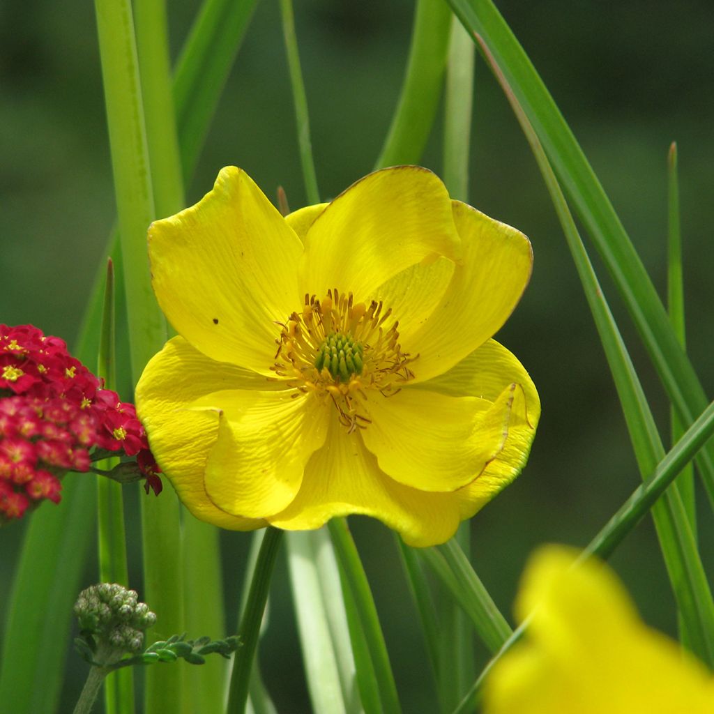 Kullero - Trollius stenopetalus
