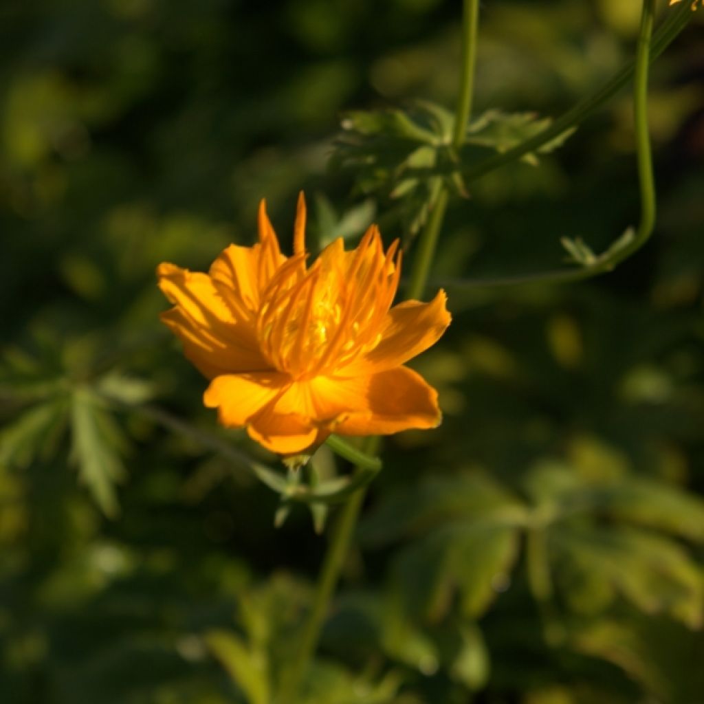 Kesäkullero Golden Queen