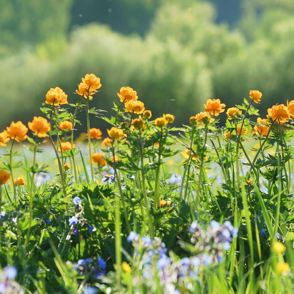 Aasiankullero - Trollius asiaticus