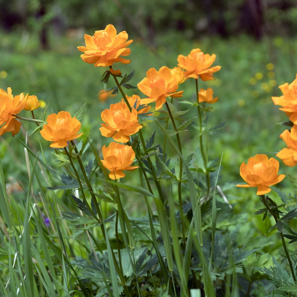 Aasiankullero - Trollius asiaticus