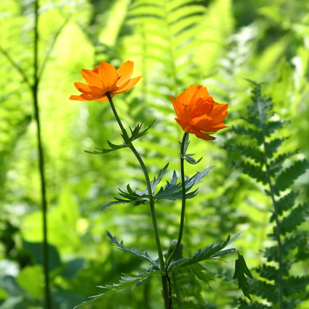 Aasiankullero - Trollius asiaticus