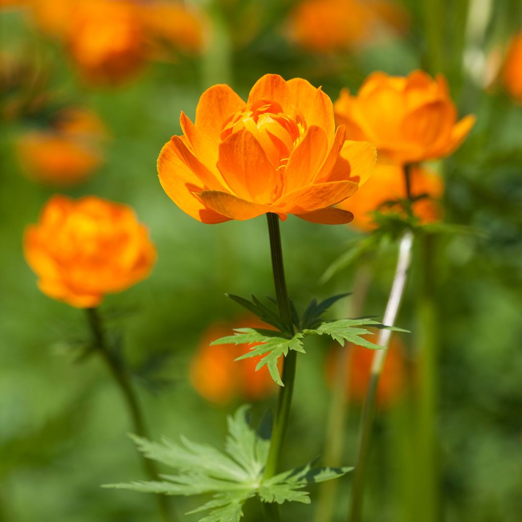 Aasiankullero - Trollius asiaticus