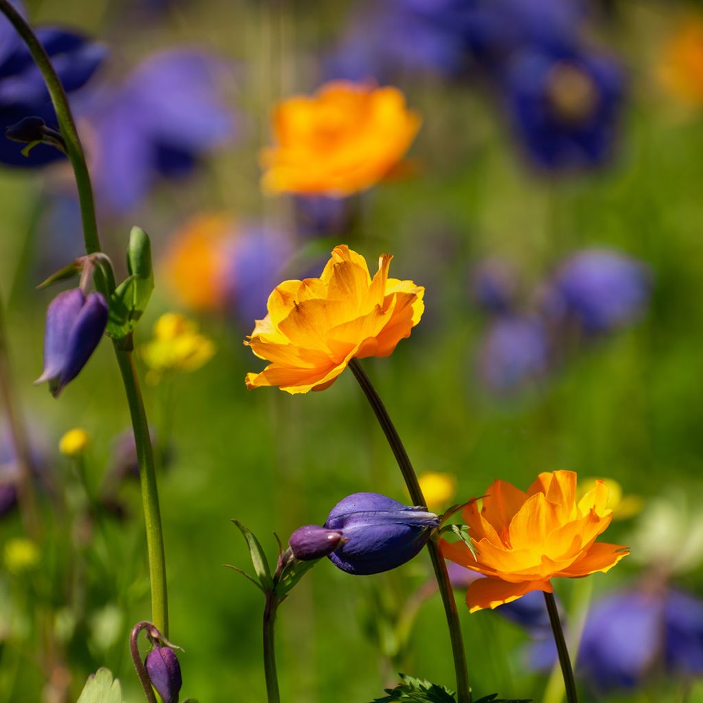 Aasiankullero - Trollius asiaticus