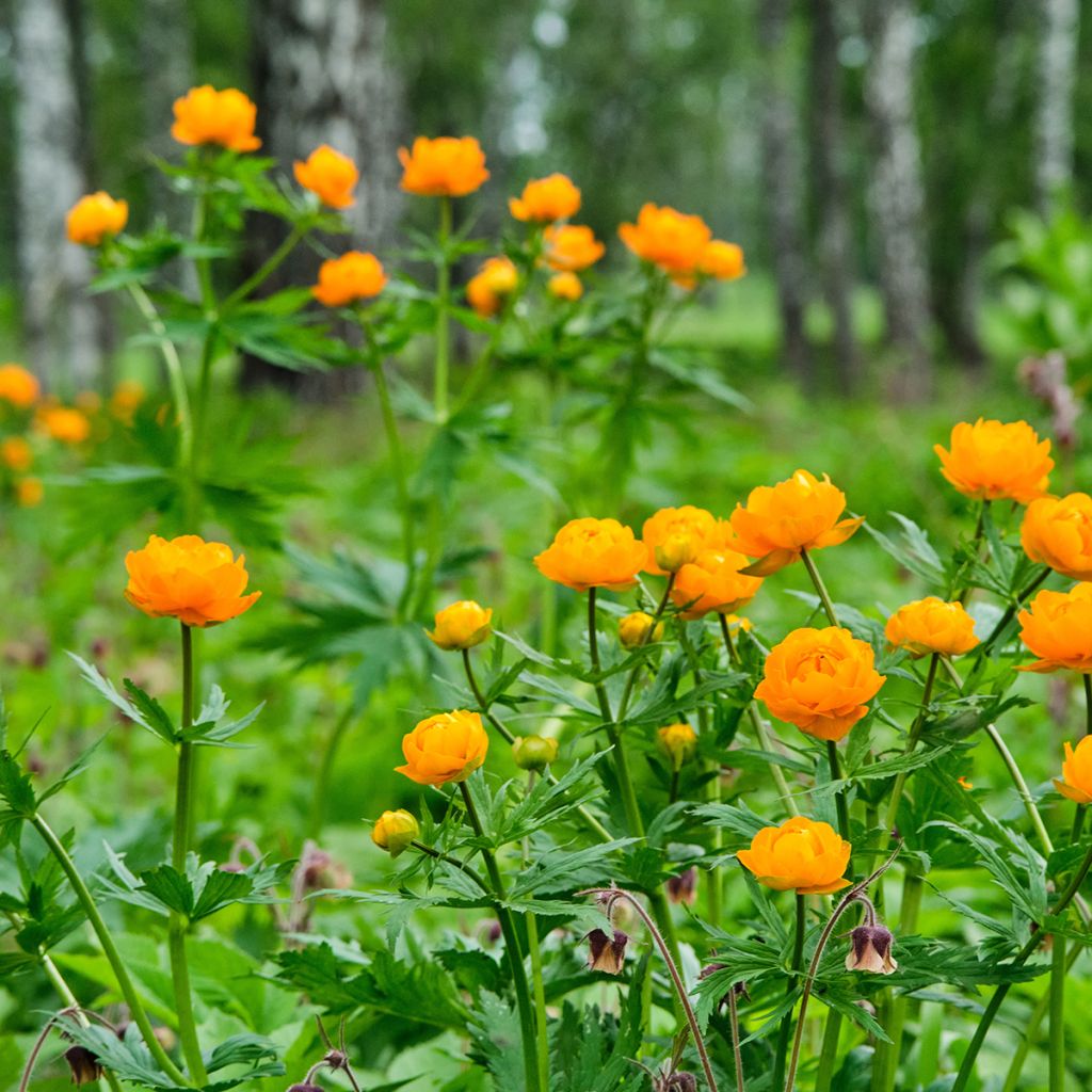 Aasiankullero - Trollius asiaticus