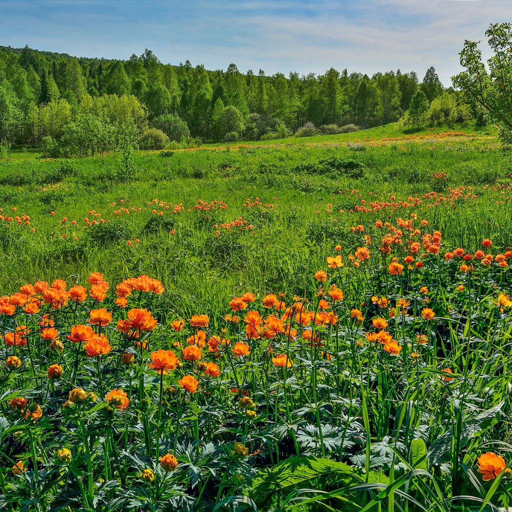 Aasiankullero - Trollius asiaticus