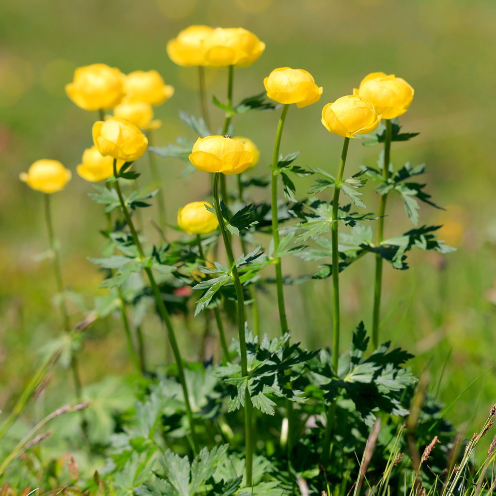 Kullero - Trollius europaeus