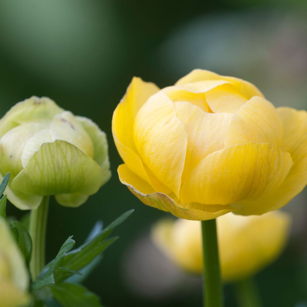 Kullero - Trollius europaeus