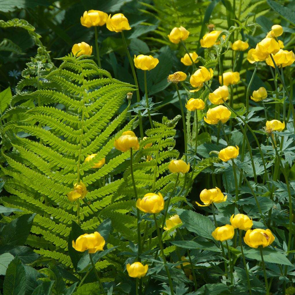 Kullero - Trollius europaeus