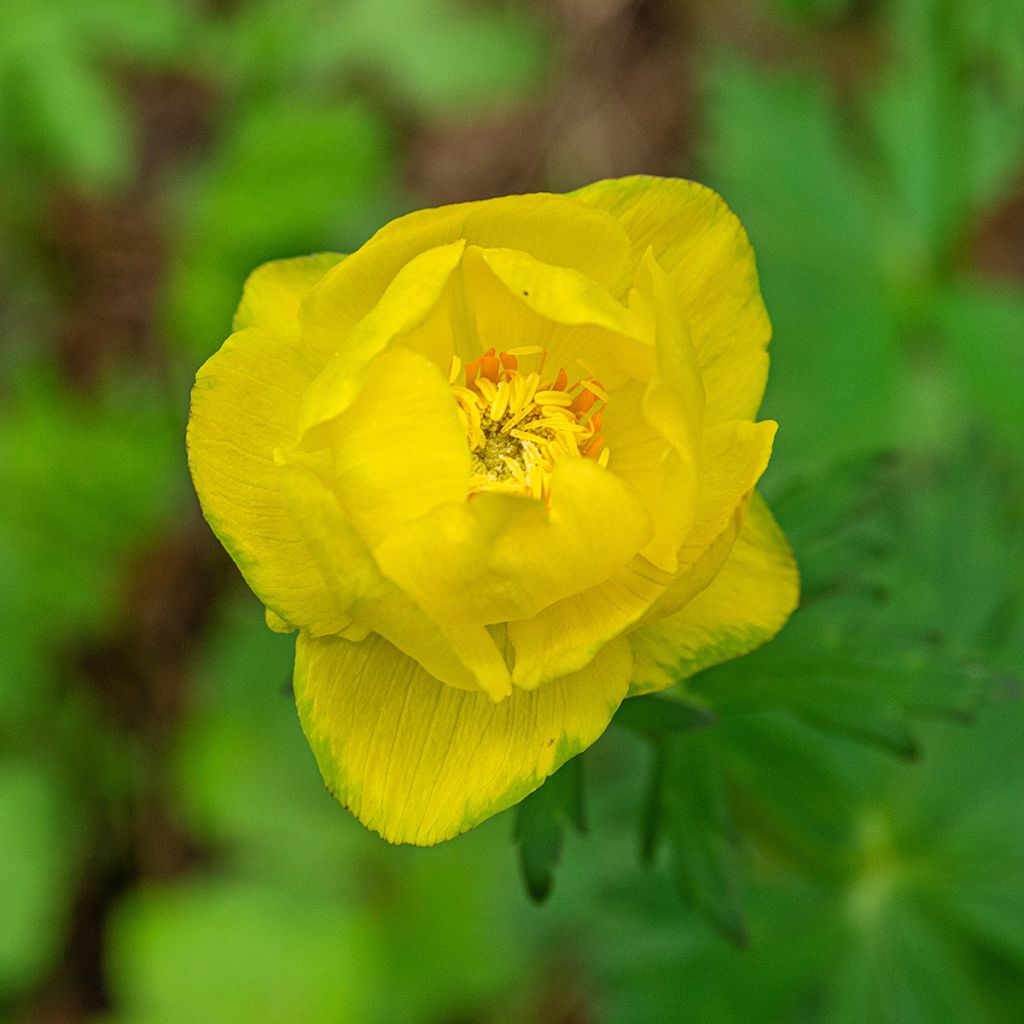 Kullero - Trollius europaeus