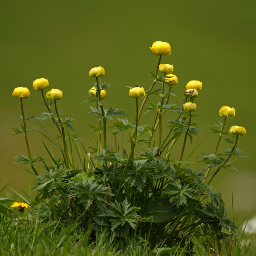 Kullero - Trollius europaeus