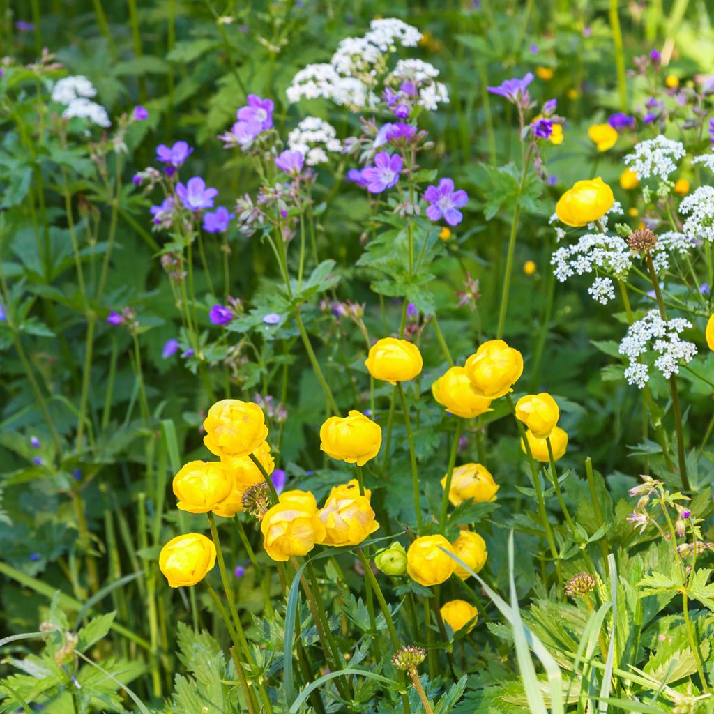 Kullero - Trollius europaeus