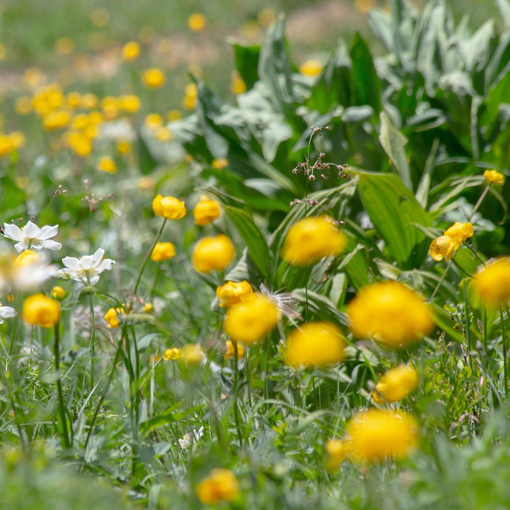 Kullero - Trollius europaeus