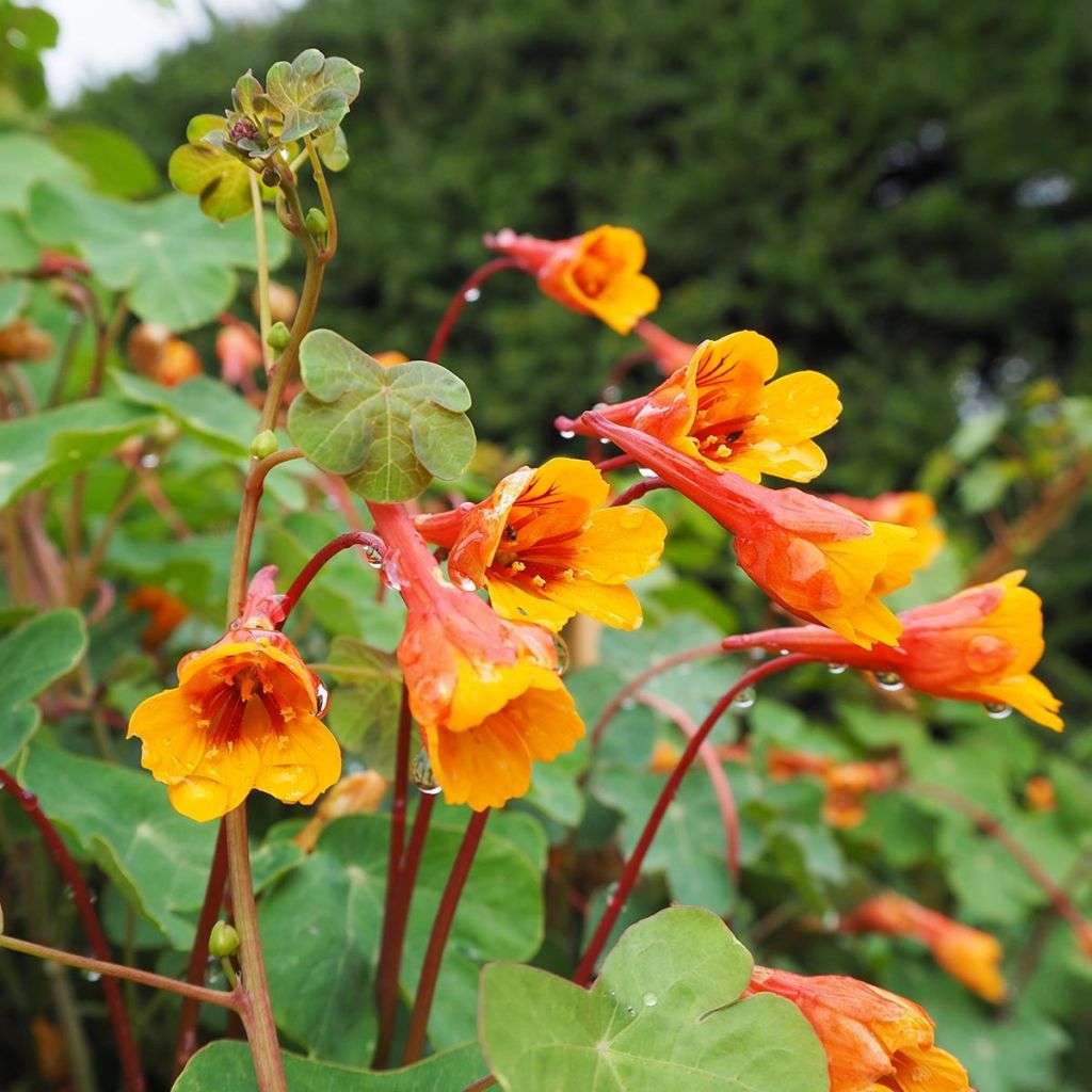 Mukulaköynnöskrassi - Tropaeolum tuberosum