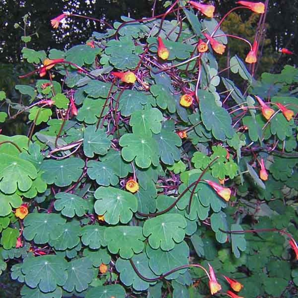 Mukulaköynnöskrassi - Tropaeolum tuberosum