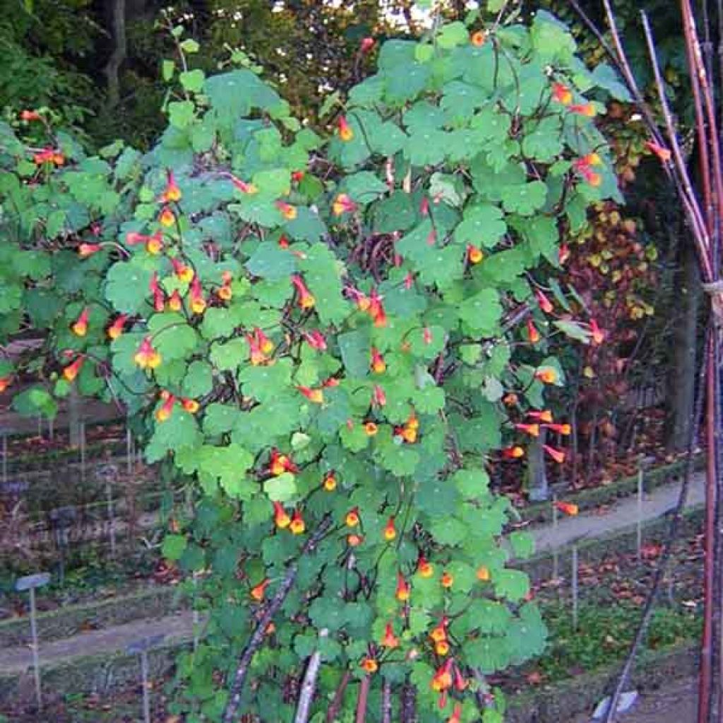 Mukulaköynnöskrassi - Tropaeolum tuberosum