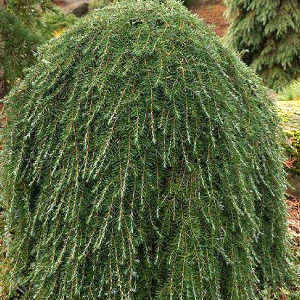 Lännenhemlokki Thorssen's Weeper