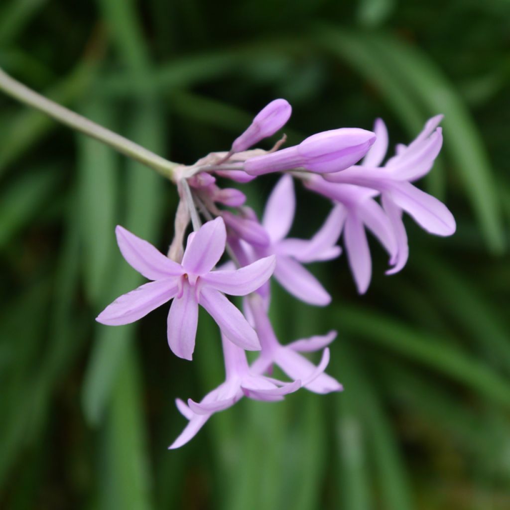 Kuvernöörinkukka Fairy Star