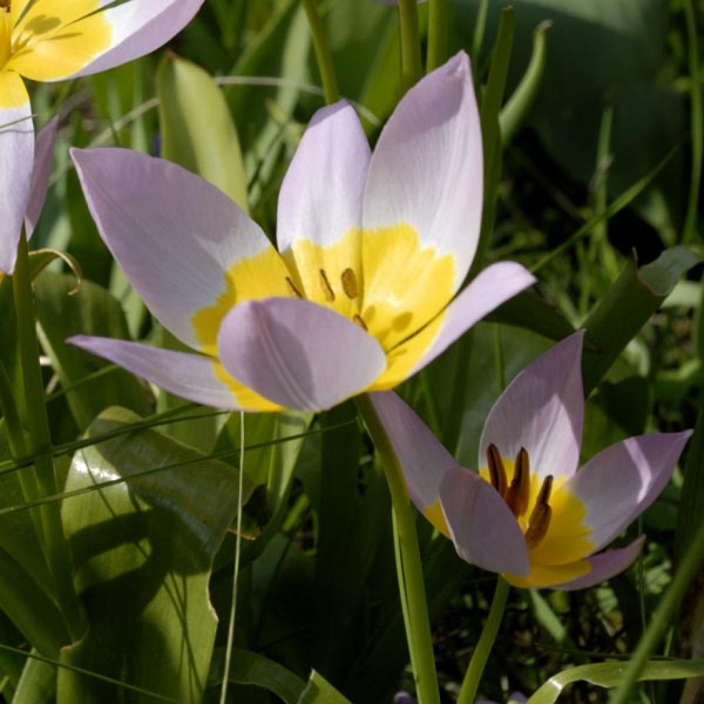Syreenitulppaani - Tulipa saxatilis