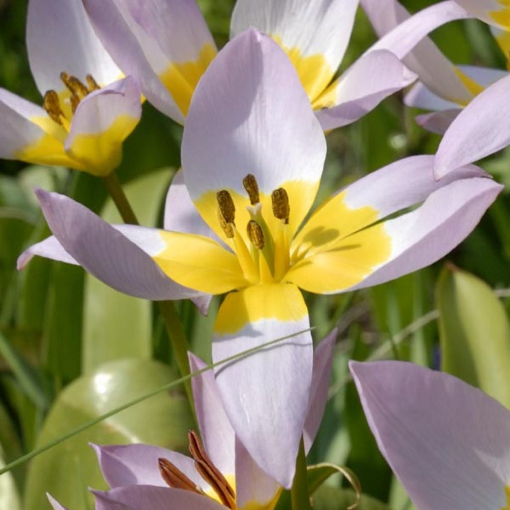 Syreenitulppaani - Tulipa saxatilis