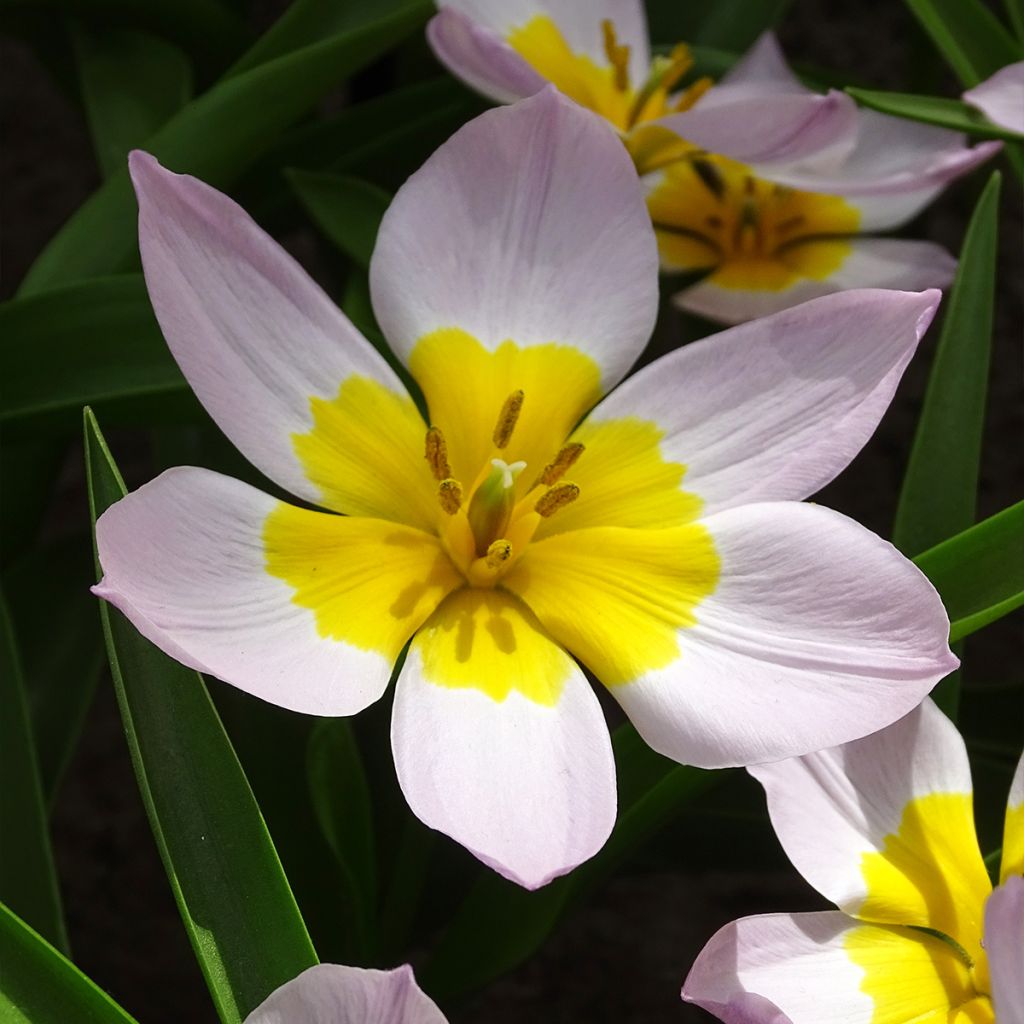 Kasvitieteellinen tulppaani Lilac Wonder