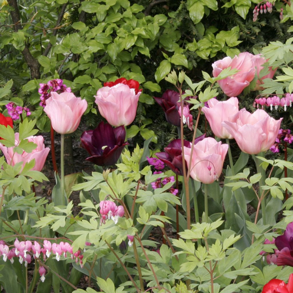 Triumftulppaani Beauty Queen