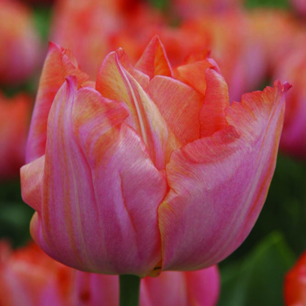 Triumftulppaani Jochem