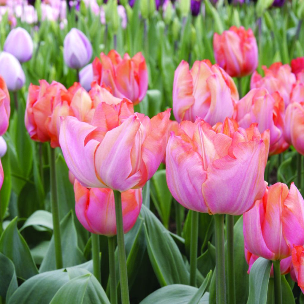Triumftulppaani Jochem