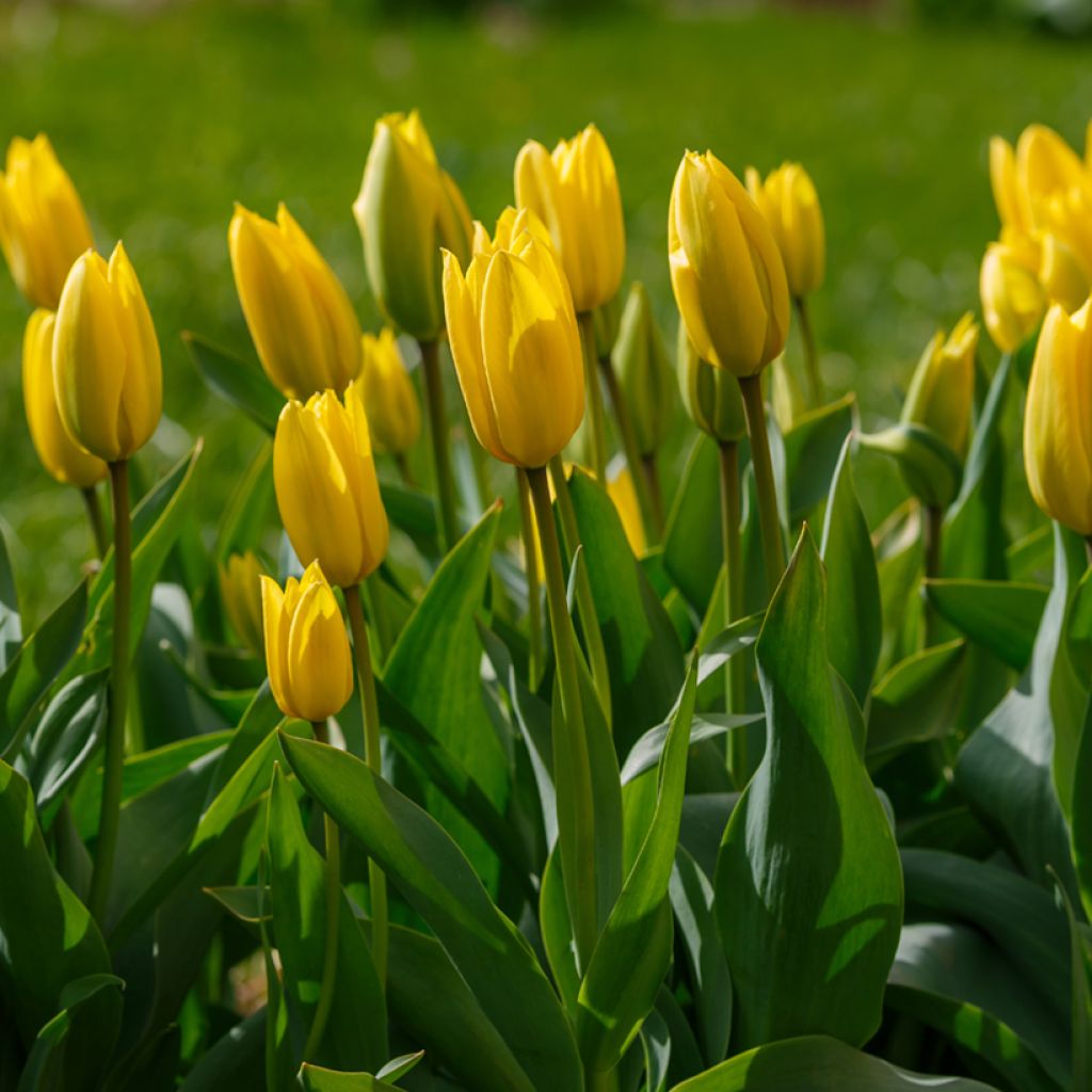 Triumftulppaani Bellona