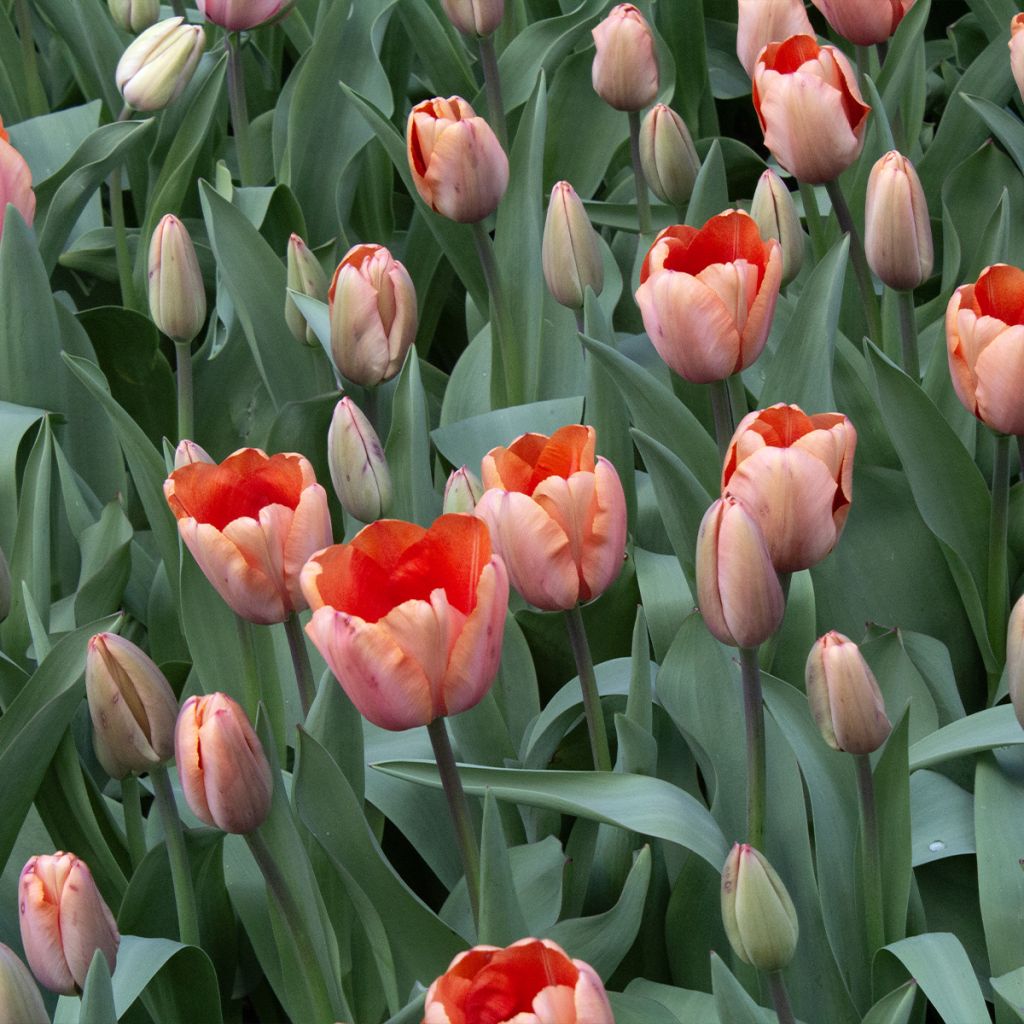 Darwinhybriditulppaani Apricot Impression