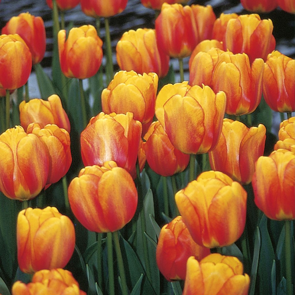 Darwinhybriditulppaani Blushing Apeldoorn