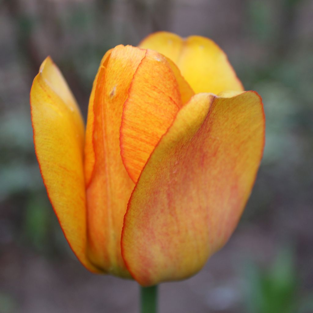 Darwinhybriditulppaani Blushing Apeldoorn