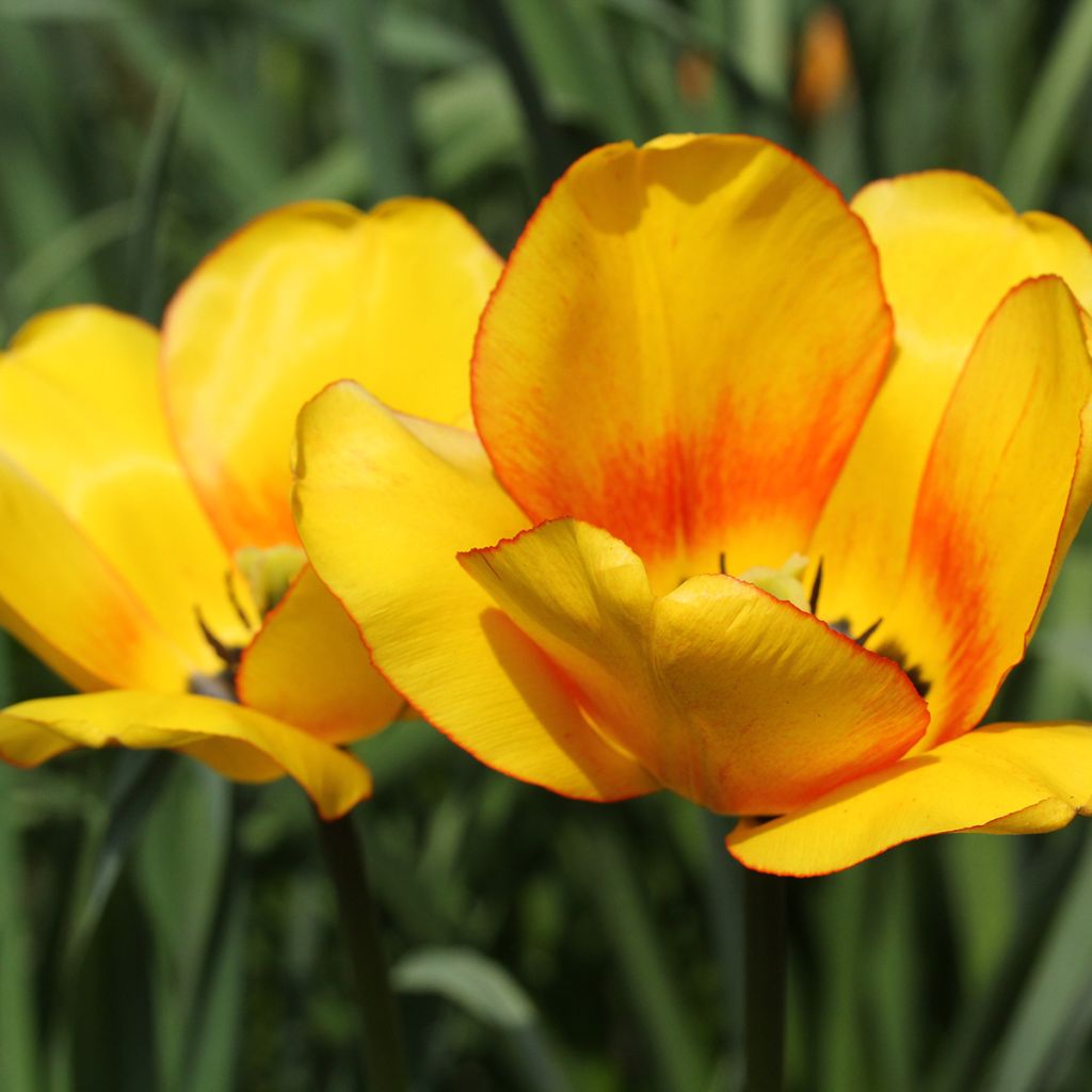 Darwinhybriditulppaani Blushing Apeldoorn
