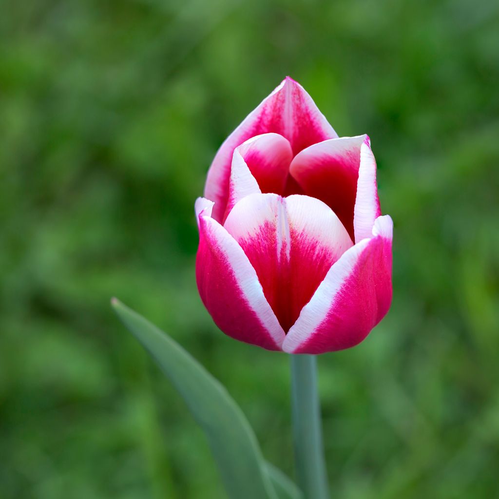 Darwinhybriditulppaani Candy Apple Delight