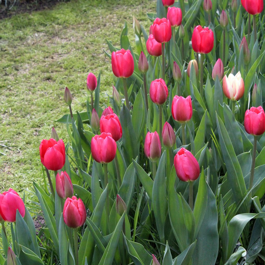 Darwinhybriditulppaani Cherry Delight