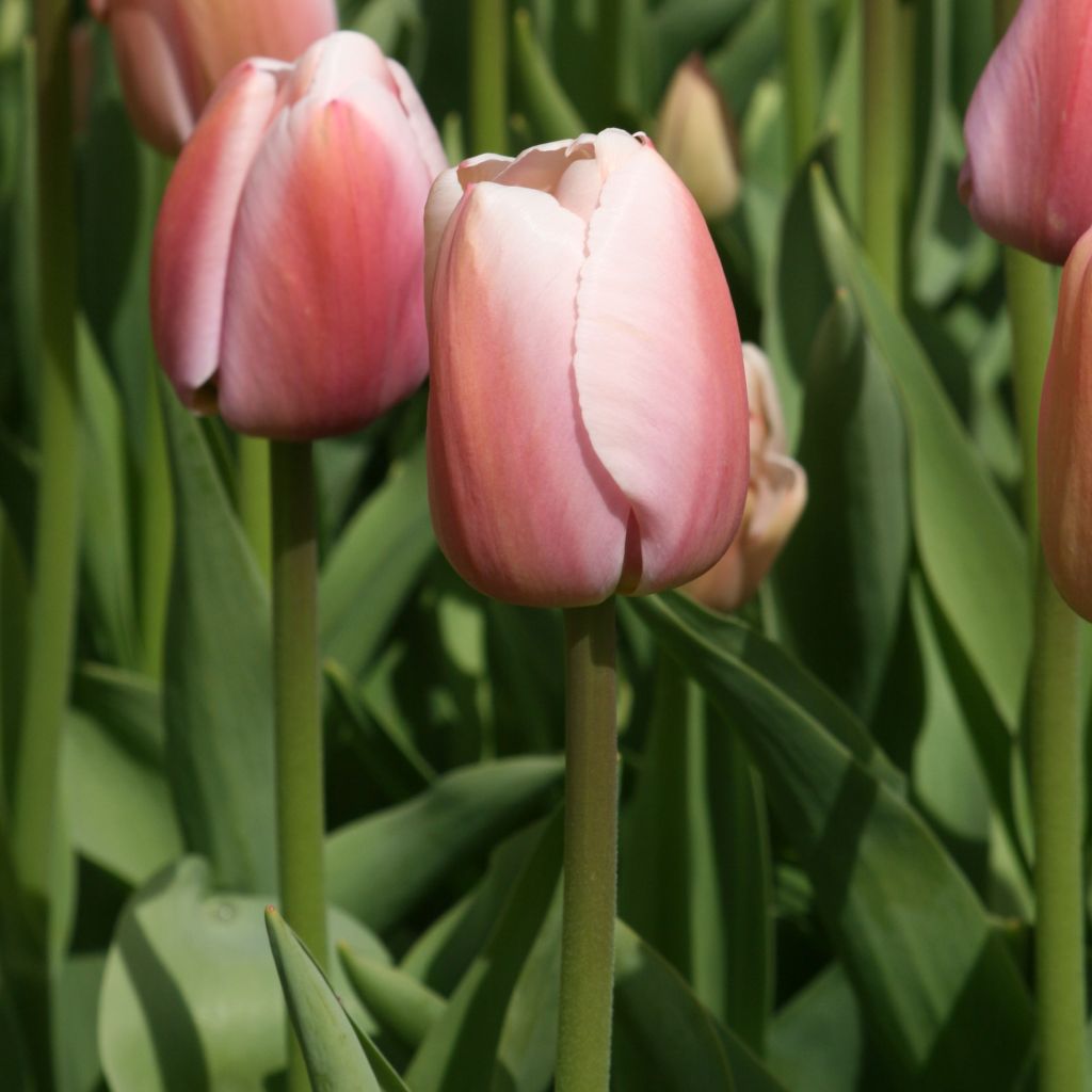 Darwinhybriditulppaani Ollioules