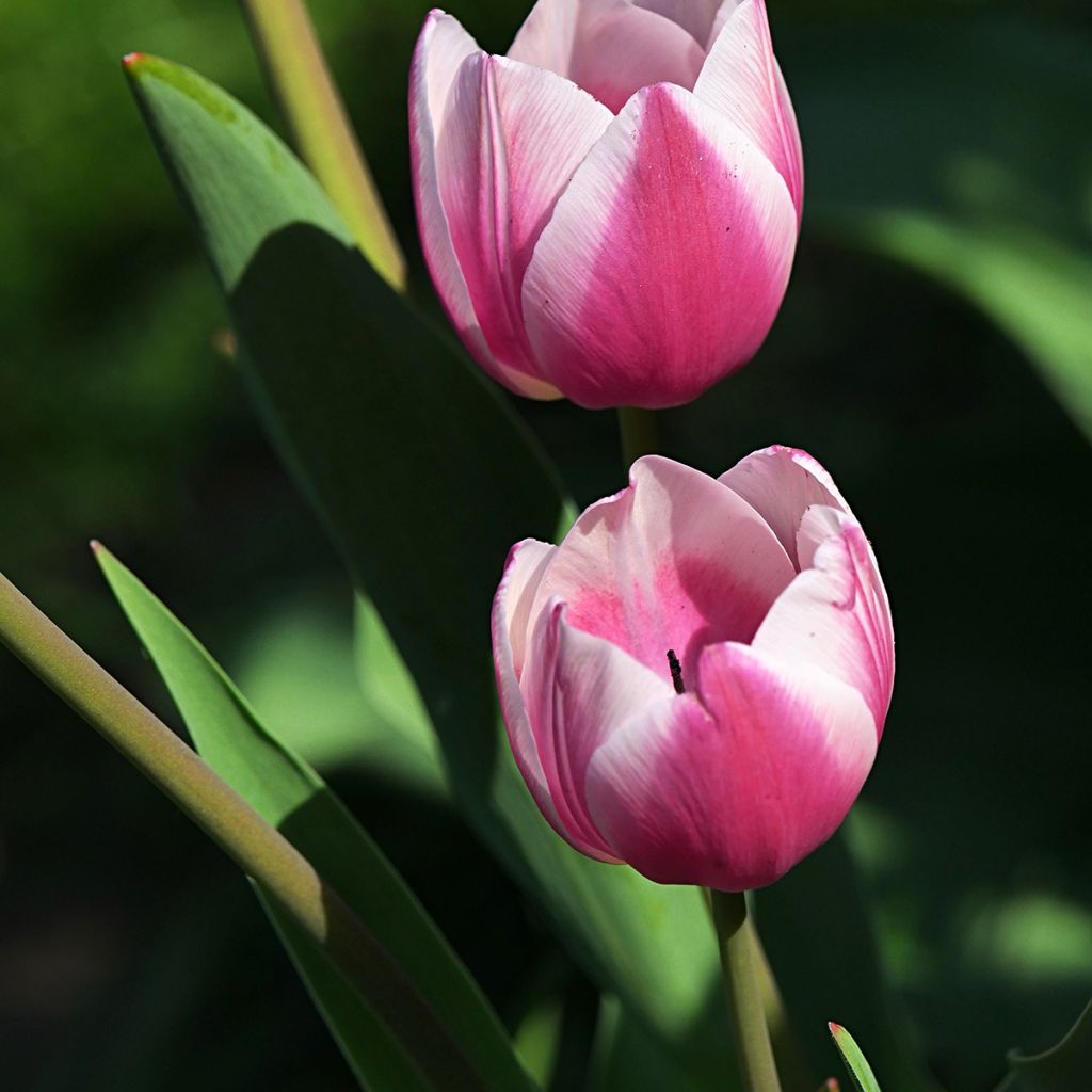 Darwinhybriditulppaani Ollioules