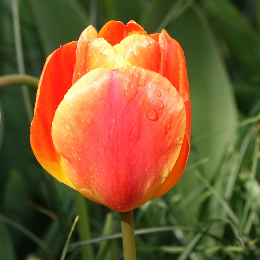 Darwinhybriditulppaani Orange Lion