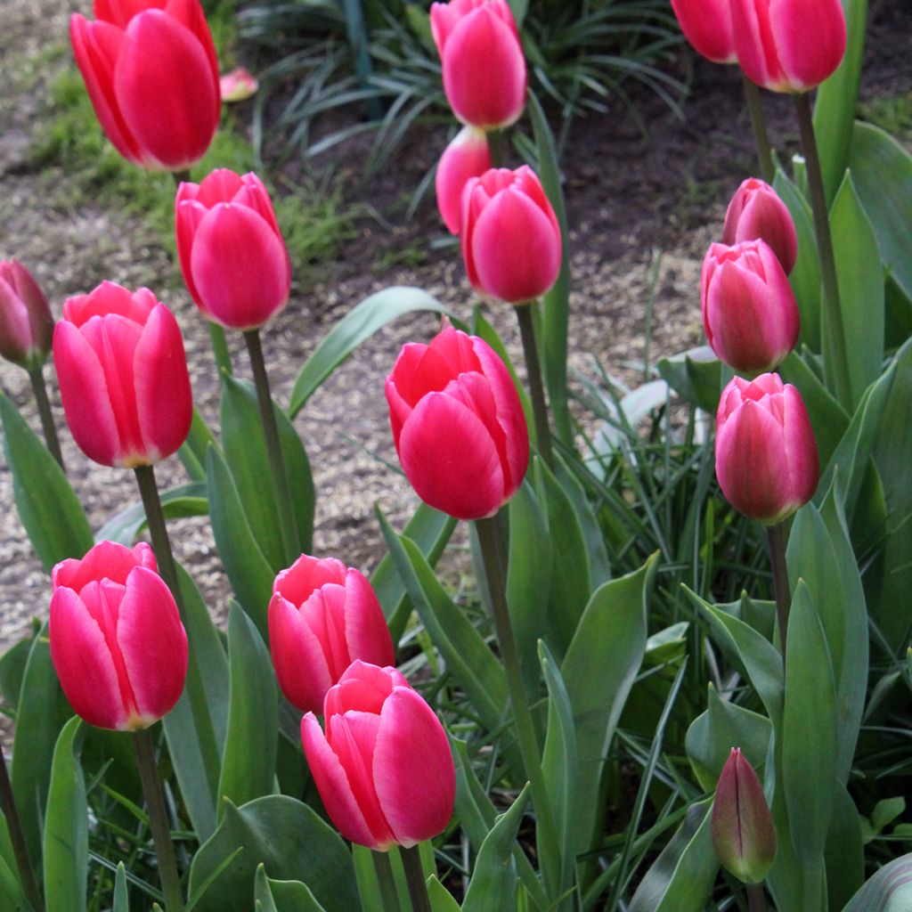 Darwinhybriditulppaani Rosy Delight