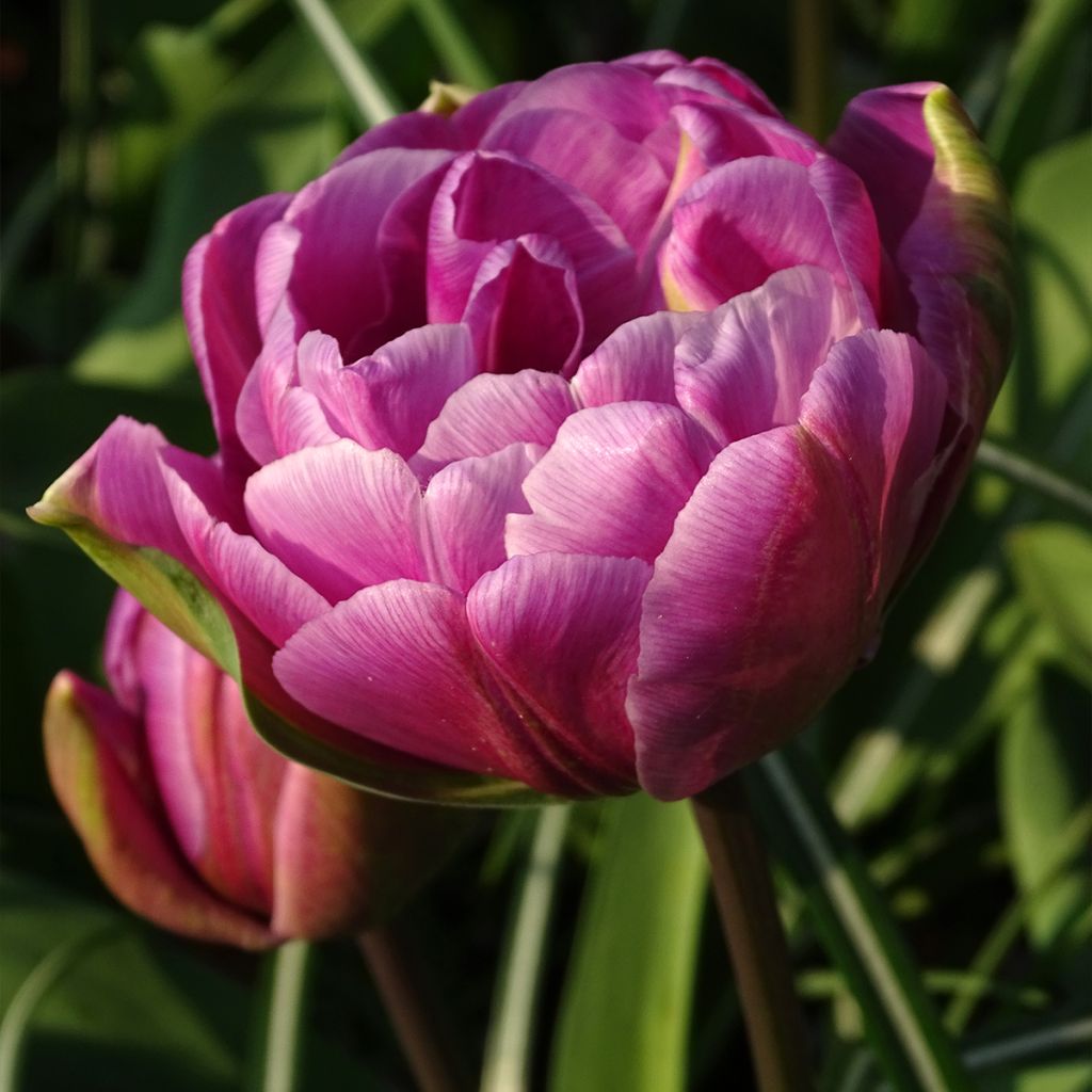 Myöhäinen kerrottu tulppaani Blue Diamond