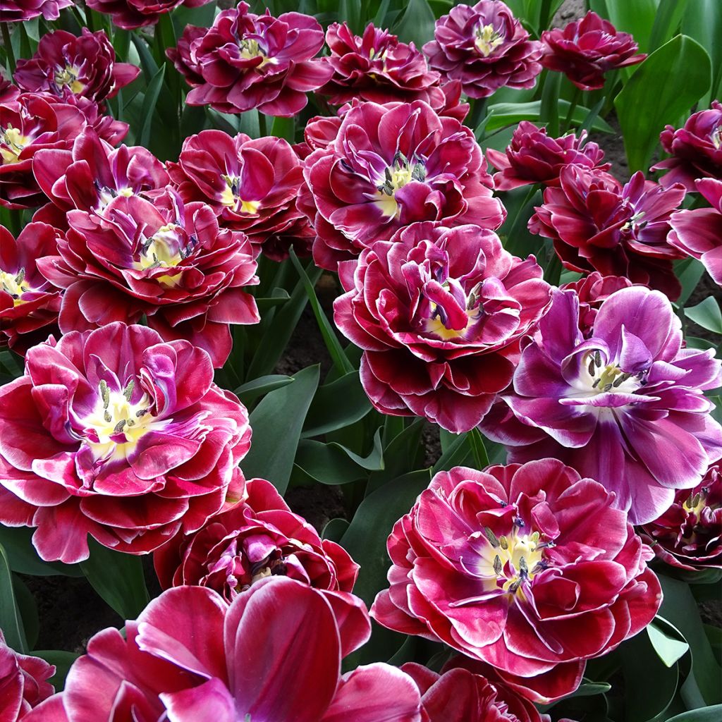 Myöhäinen kerrottu tulppaani Dream touch
