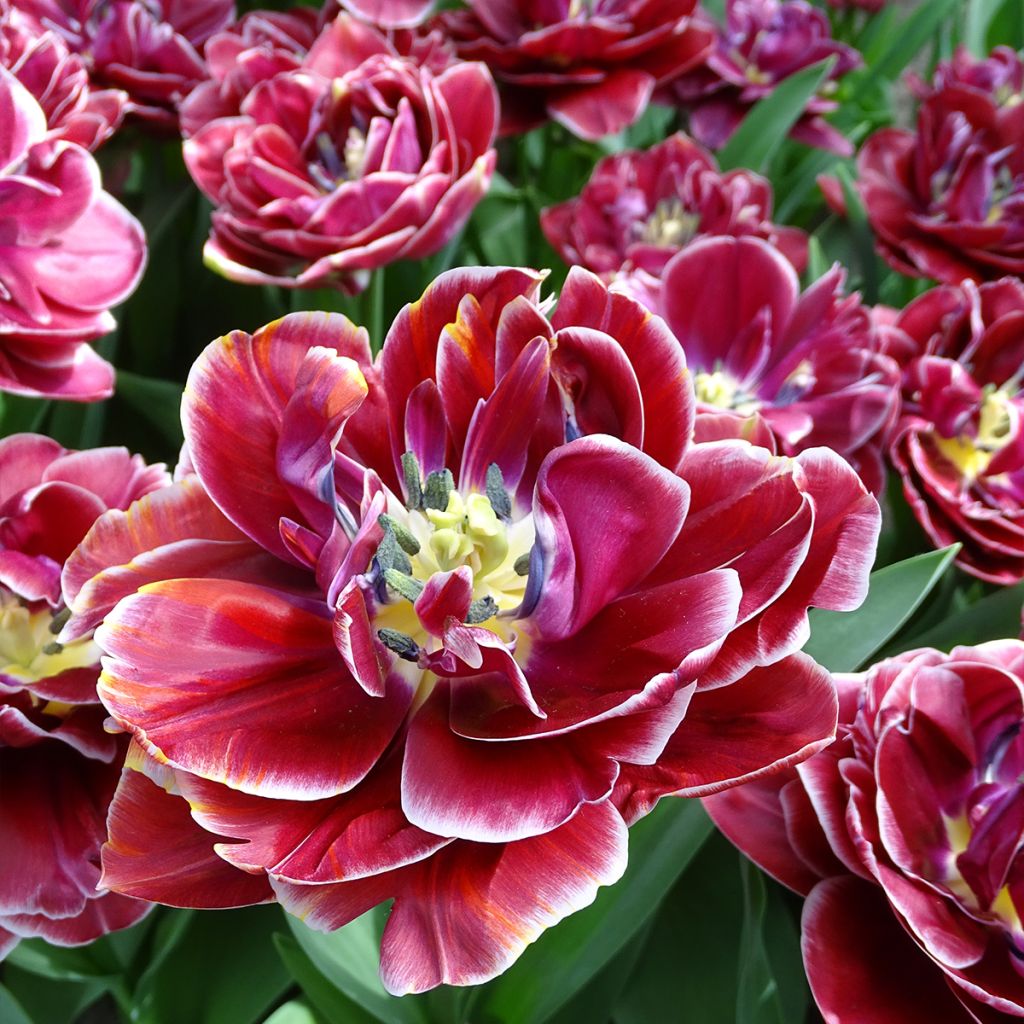Myöhäinen kerrottu tulppaani Dream touch