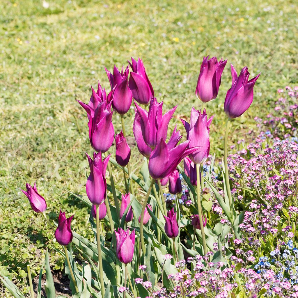 Liljatulppaani Burgundy