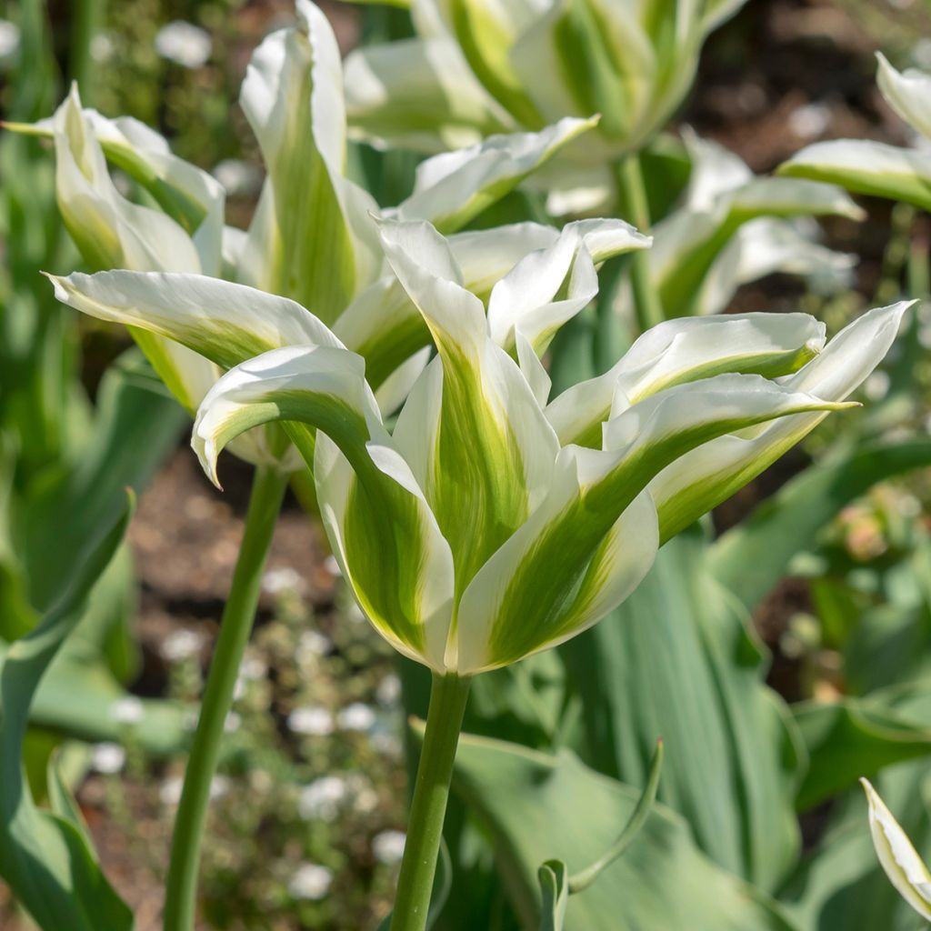 Liljatulppaani Greenstar