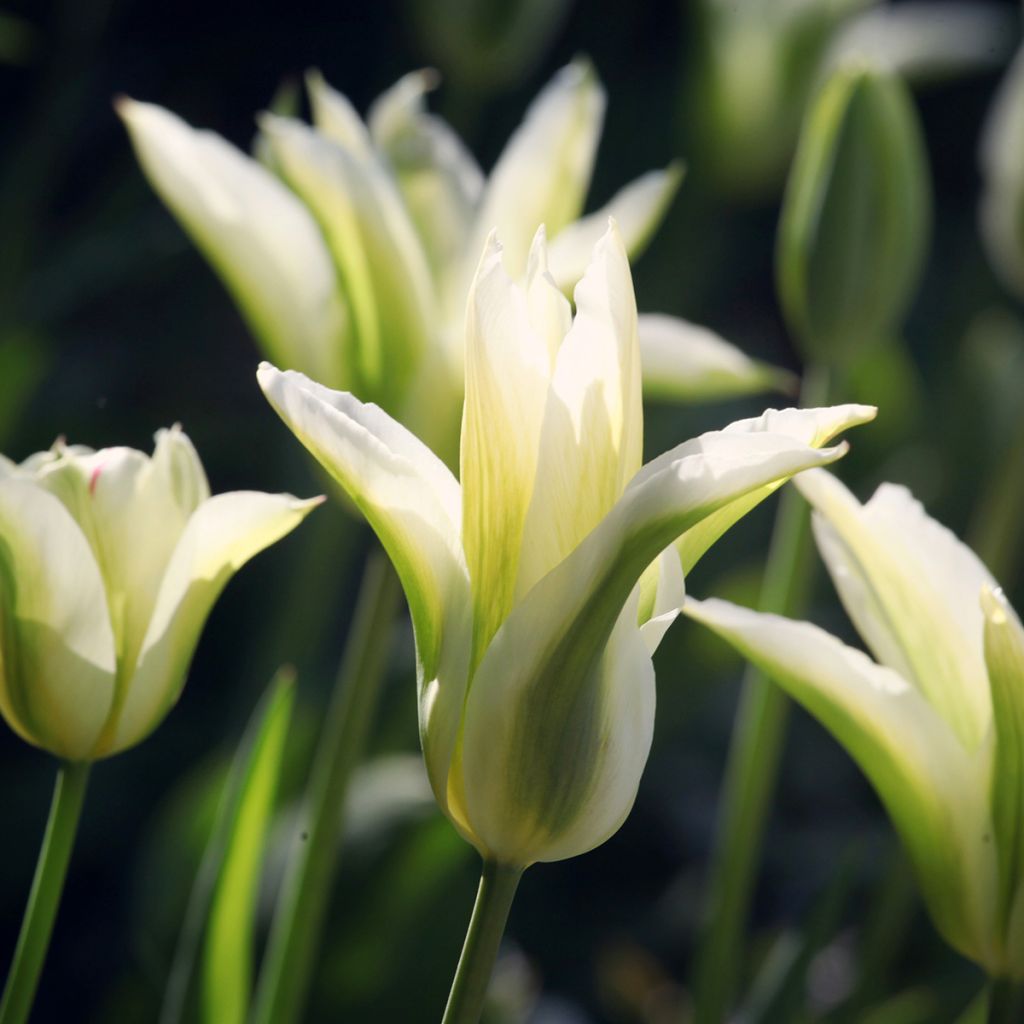 Liljatulppaani Greenstar