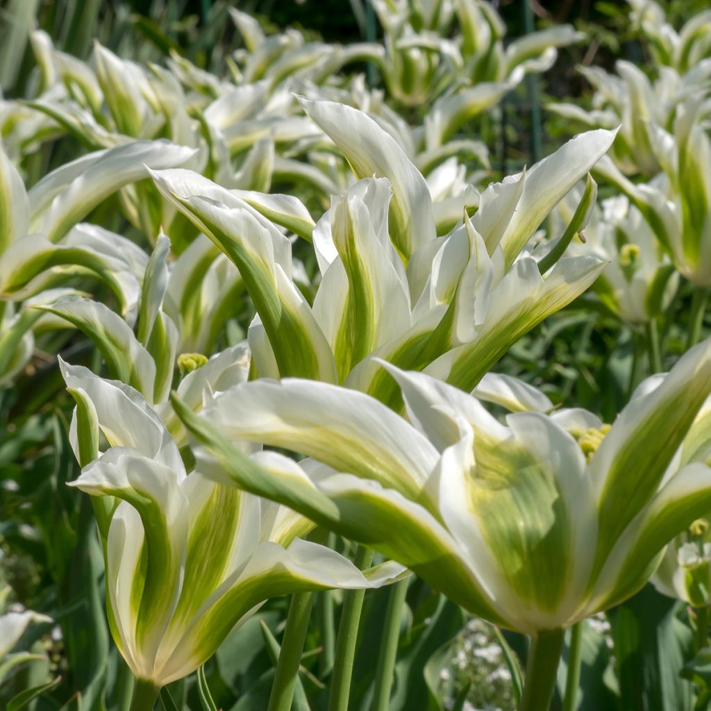 Liljatulppaani Greenstar