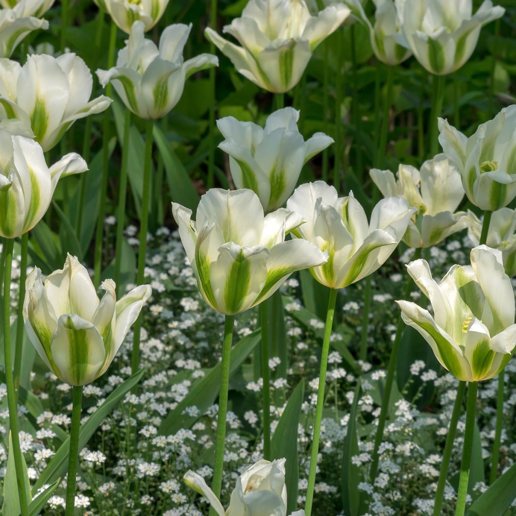 Liljatulppaani Greenstar
