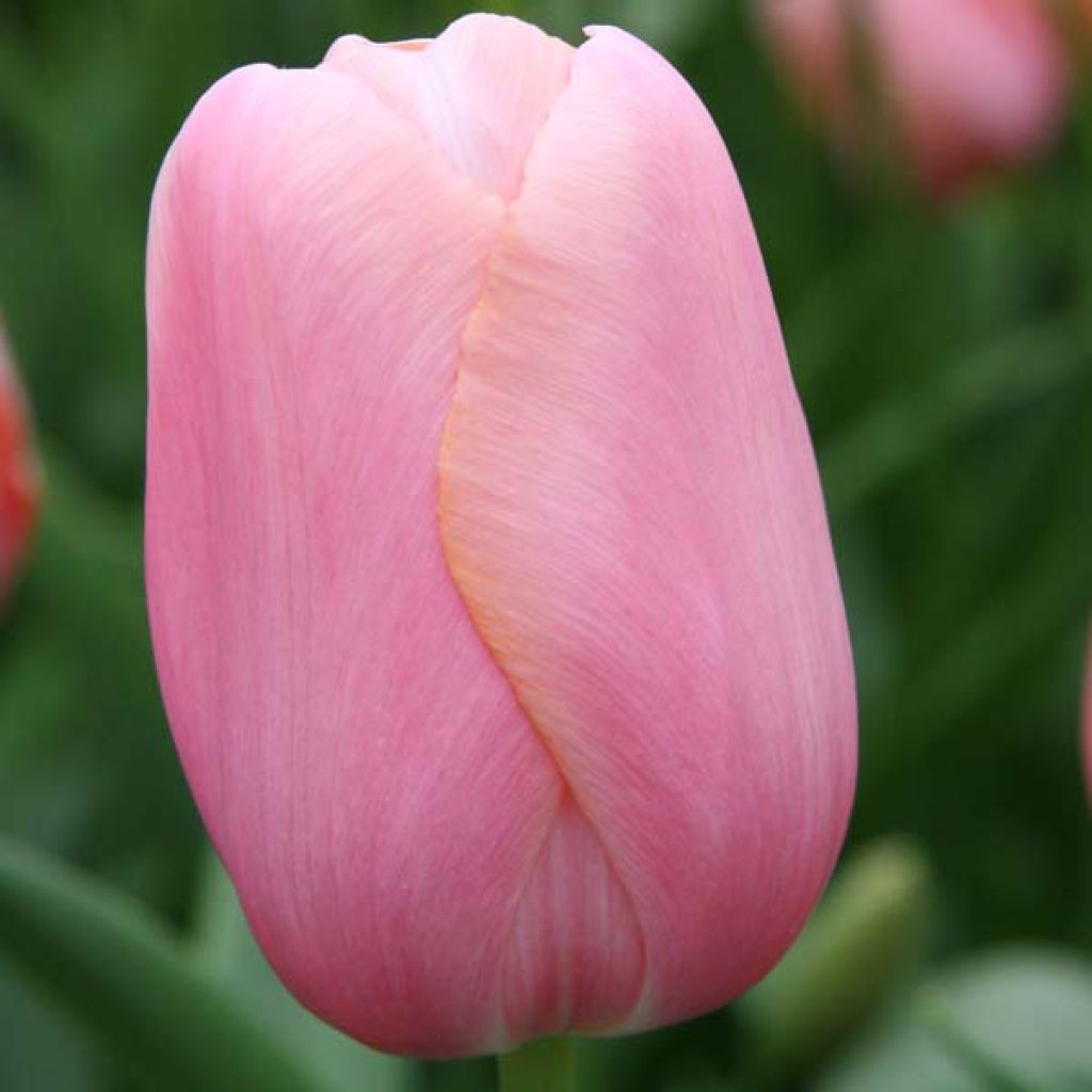 Myöhäinen yksinkertainen tulppaani Menton